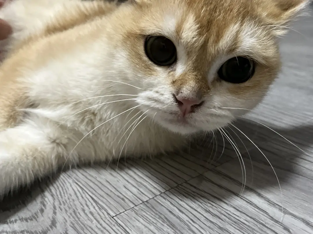 朋友家的可爱猫咪